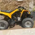 دباب