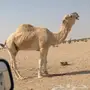 فحل للبيع 