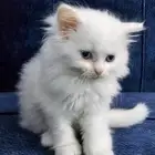 قطه شيرازيه العمر شهرين مع قفصها