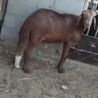 سواكني و تيس للبيع