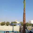 نخيل.واشنطنيا زينه امريكي