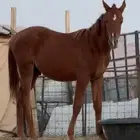 فرس لقاح ومعها مهره ومهر