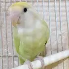 للبيع طيور روز أنثى منتجه