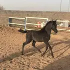 مهر واهو جميييل جدا