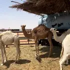 حوار هجن ولد محطم وامه عمانيه على الذمه والتحليل