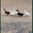 بط للبيع الموقع طبرجل