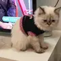 قطه هملايا للبيع 