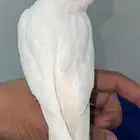 كروان البينو طفره نادر ابيض عيون حمراء