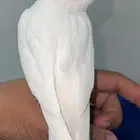 كروان البينو اليف هدد
