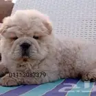 اجمل جراوي تشاو تشاو