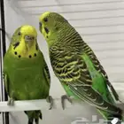 عصافير حب للبيت أنثى وذكر