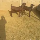 ماعز شاميه صنف الصنف تم البييع