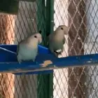 جوز روز منتج شرط