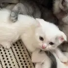 قطط