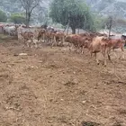 بقر للبيع خبيش العدد 17