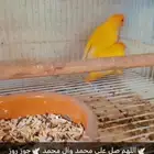 جوز روز اورنج ابلاين معه 4فروخ