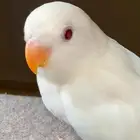 روز البينو