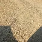 دفان كساره صبيز في نمار 3020