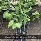 مشتل الاكليل الباحه - محافظه القرى - قريه ال سلمان