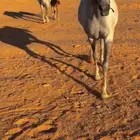 افراس للبيع