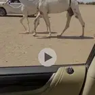 البيعة خلفة