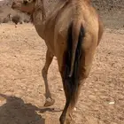 بكره لقحه منوة القناي