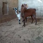تيس ادهم اجم فحل كفووو