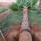نخل زينه وشنطنيا توريد وغرس وتكريب
