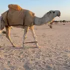 بعير السلالته ( على رمان ابن حميد على العجمي ) بعير منتج