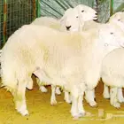 راعي سوداني ممتاز يرغب في العمل