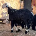 فحل نجدي