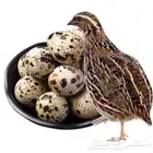 مزارع طائر الرفراف للإنتاج طيور السمان وبيض السمان