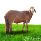 عید کے لیے قربانی کا قصائی جدہ میں