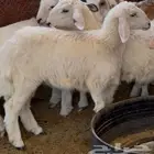رخال حريات