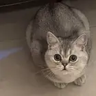 قط ذكر سكوتش ستريت
