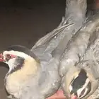 قهد عربي ازواج