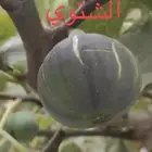 شتلات عنب وتين