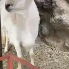 للبيع خروف فحل مشروط