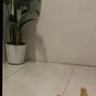 زوج بط بنكي
