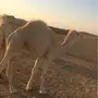  دينا للايجار داخل وخارج الرياض  