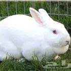 أرانب للبيع حي الجامعه