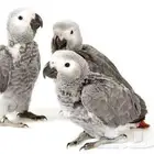 فروخ كاسكو انتاج البلد