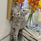 قطة صغيرة انثى شهرين