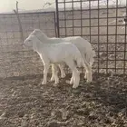 لبيع بهم حري