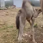 ماشاء الله تبارك الله حاشي لباني عمره شهرين ونص