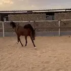 إسطبل السريح