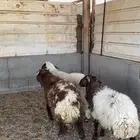 للبيع خرفان نعيم