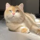 للبيع بريتش قولد ny12