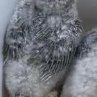 فرخ كنيور رد فاكتور