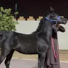 مهره ذهما شعبيه من فواخر الشعبيات